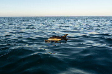 Dauphins en pleine mer
