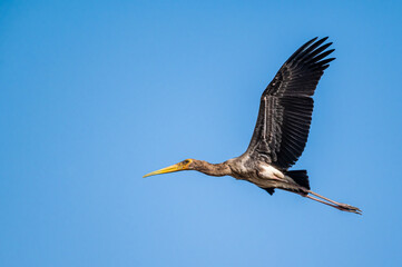 Juvenile painted stork in flight with a blue sky