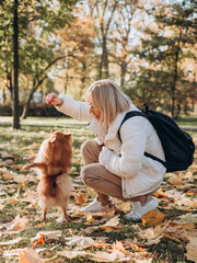 Fototapeta premium Beautiful young blonde woman playing with her dog in a park outdoors. Ginger pomeranian spitz in the golden autumn park on a sunny day. Caring for a pet