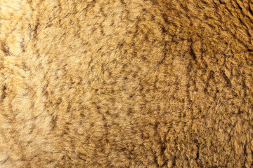 Kangaroo fur closeup background.