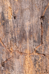 Old wooden board background.