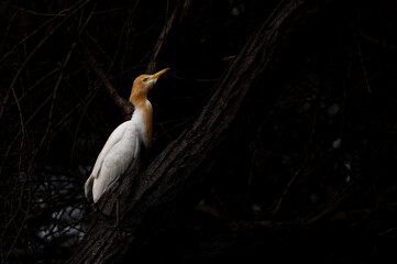 A golden egret in a black forest