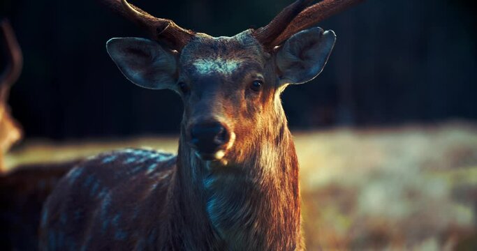A large buck with large antlers looks directly into the camera. Close-up of a wild animal sika deer. Deer rut. Animal in its natural habitat.