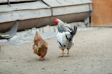 White rooster and red hen are walking in the yard