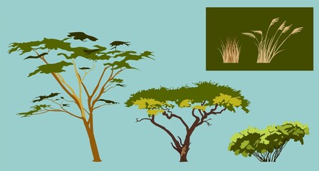 Three stages of acacia growth