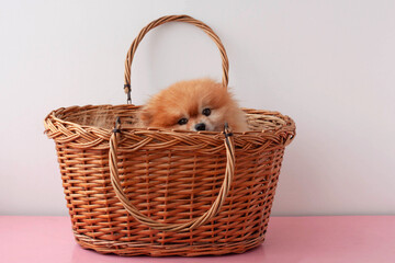 A small orange-colored pomeranian dog is sitting in a large basket