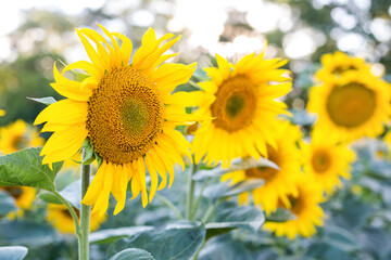 sunflowers in the field