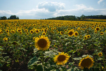Obraz premium 青空のひまわり畑