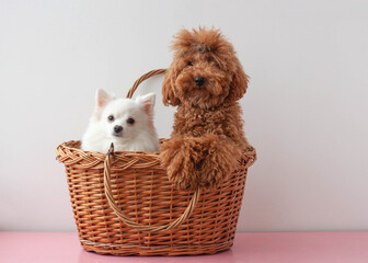 Two small dogs a white pomeranian and a red brown miniature poodle are sitting in a basket
