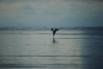 Little Egret bird stretching wings in the water - Egretta garzetta