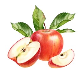 Watercolor red apple. Realistic fruit composition with whole, half, boat and leaves branch. Botanical artwork with ripe sweet food for label design, summer garden - 468784315