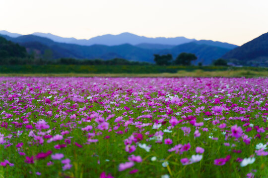コスモス畑の夕景 © akira