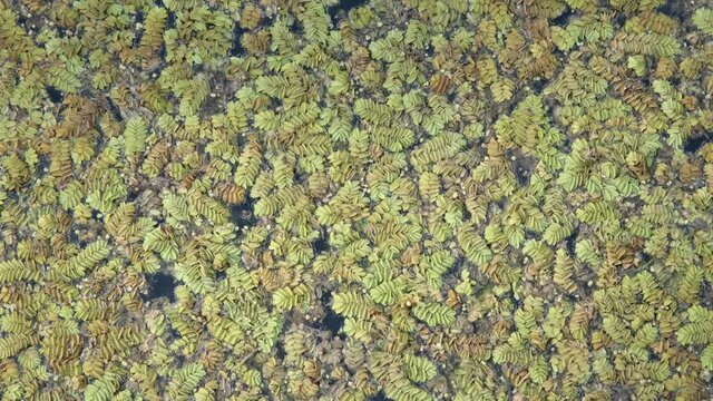 Floating Watermoss (Salvinia natans). Natural background. Camera moves downwards   