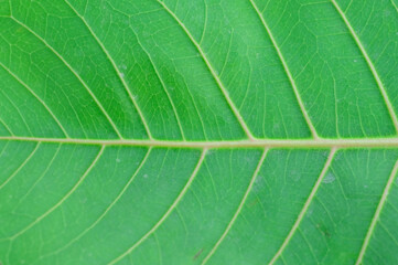 background texture green leaf structure macro photography