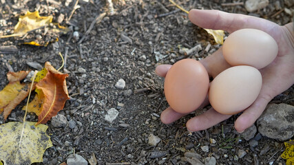 male hand holding chicken eggs on a background of earth and autumn leaves