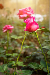 Rose flower in the garden on blurry background,Greenhouse of roses flower