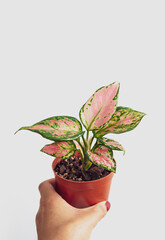 Hand holding a Chinese Evergreen pink spotted star aglaonema houseplant in a pot. Speckled pink, white and green leaves. Isolated on a white background, copyspace. Plant care and home garden concept.