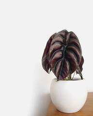 Alocasia Cuprea, Elephant Ear ‘Red Secret, exotic and modern house plant in pot. Isolated on a white background, copyspace. Close up of metallic deep red and green leaves that seem spray painted.