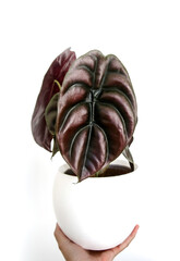 Hand holding exotic and modern houseplant, Alocasia Cuprea, Elephant Ear ‘Red Secret in pot. Isolated on white background, copyspace. Closeup of metallic deep red and green leaves. Plant care concept.