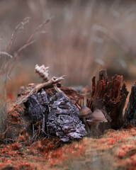 mushroom in the woods