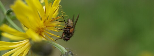 bee on a flower