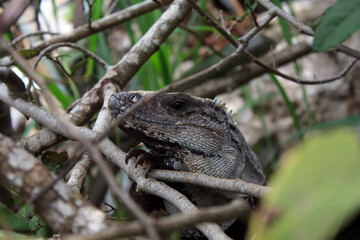 close up of a lizard
