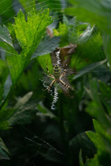spider on a web