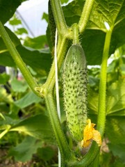 Natural cucumber greenhouse. Beautiful ripe and green cucumbers grown in a greenhouse. Organic food production