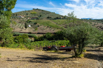 harvest in Carmignano tuscany