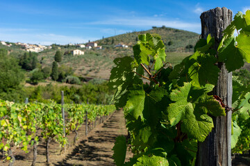 vineyard in tuscany
