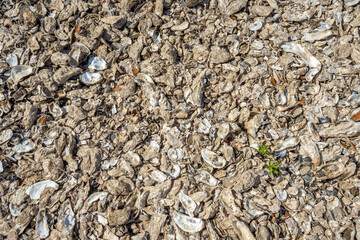 Oyster shells on ground from oyster farming at La Rochelle France at Charente Maritime © SGR Photography