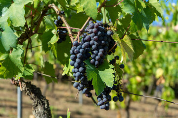 grapes on vine
