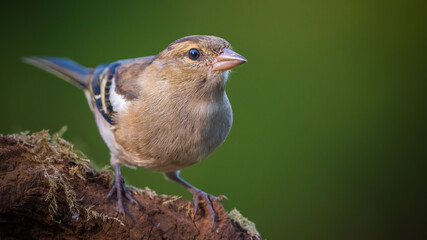 Chaffinch 