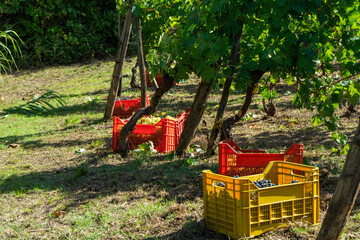crates for grapes
 in a field