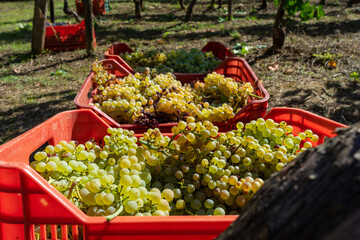 grapes in the harvest