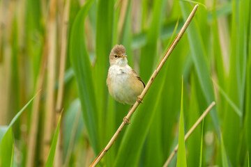 Marsh warbler