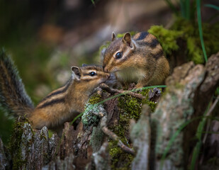 Chipmunk