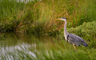 heron