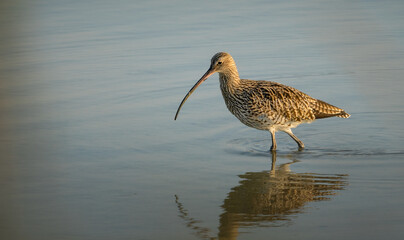 Curlew