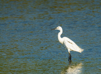 Little egret