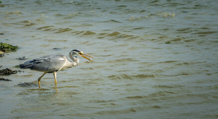 Grey heron fishing