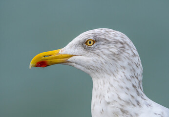 Silver seagull