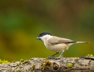 Marsh tit