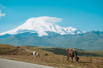 Cows eat grass in meadow against background of snow-capped peaks of Mount Elbrus.