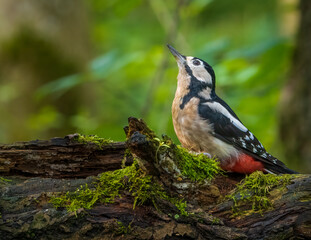 Spotted woodpecker