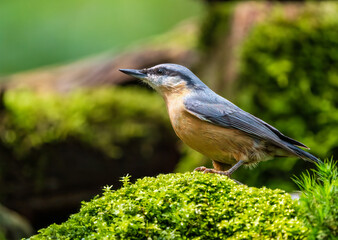 Nuthatch 