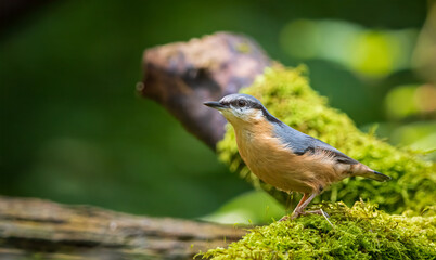 Nuthatch 