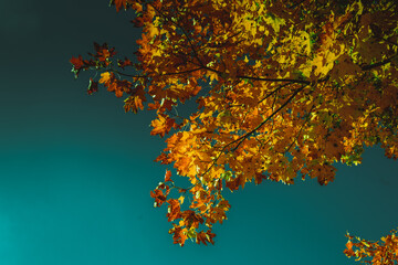 yellow autumn leaves on a tree on a blue background, autumn, fall
