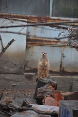 Surykatka © Andrzej