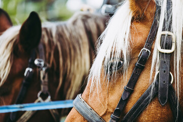 Close up sur les yeux d'un cheval de trait brun avec son équipement de traction